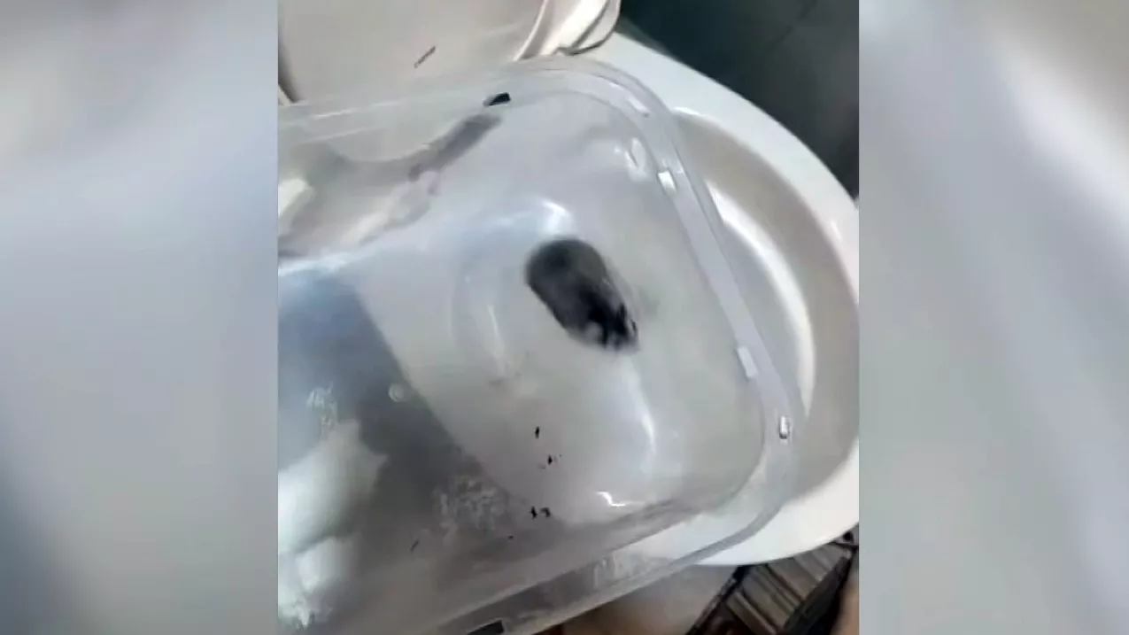 Cekcok dengan pacanya, wanita Thailand buang 10 hamster ke jamban hingga mati