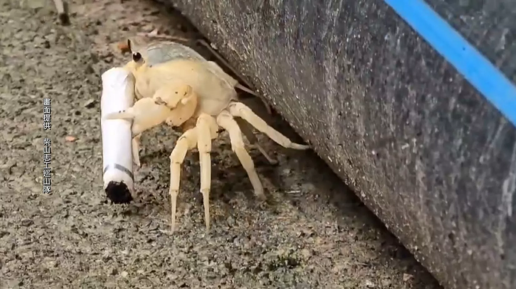 壽山馬卡道屎蟹鋏薰頭 環境汙染損蕩生態