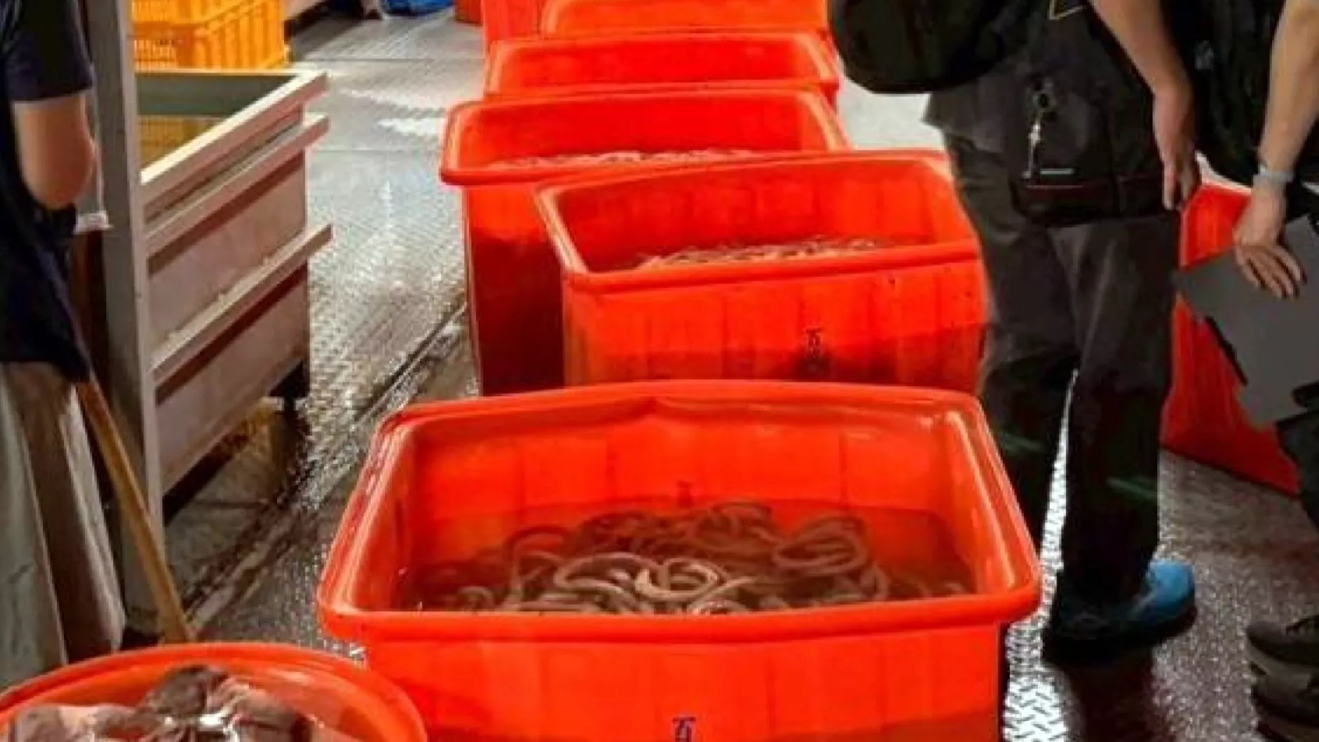 Mengandung zat ilegal, usus babi bermasalah Pingtung beredar di 4 kabupaten/kota