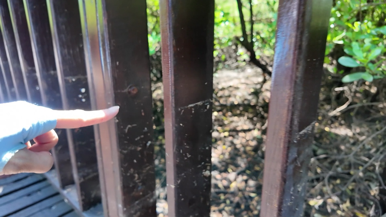 一張含有 戶外, 柵欄, 樹狀, 植物 的圖片
AI 產生的內容可能不正確。