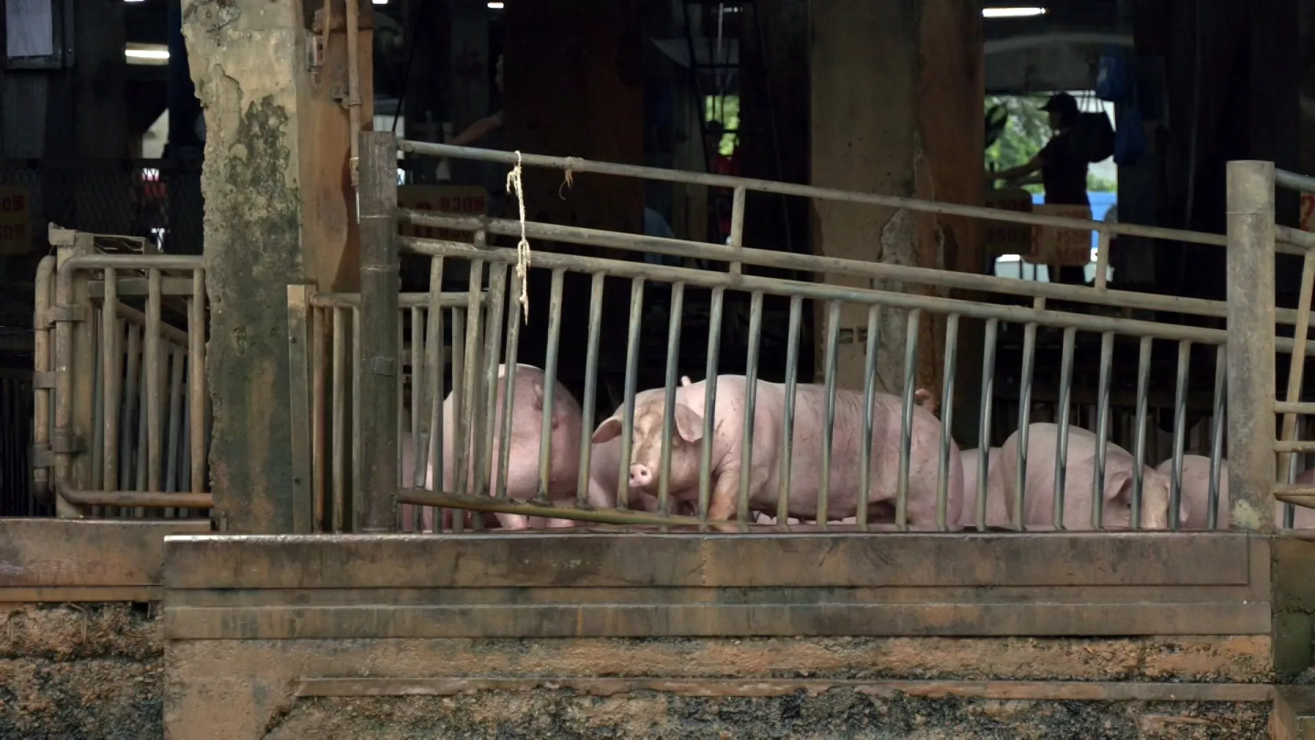 Larangan pengiriman+penyembelihan 5 hari berimbas pada pasokan daging babi
