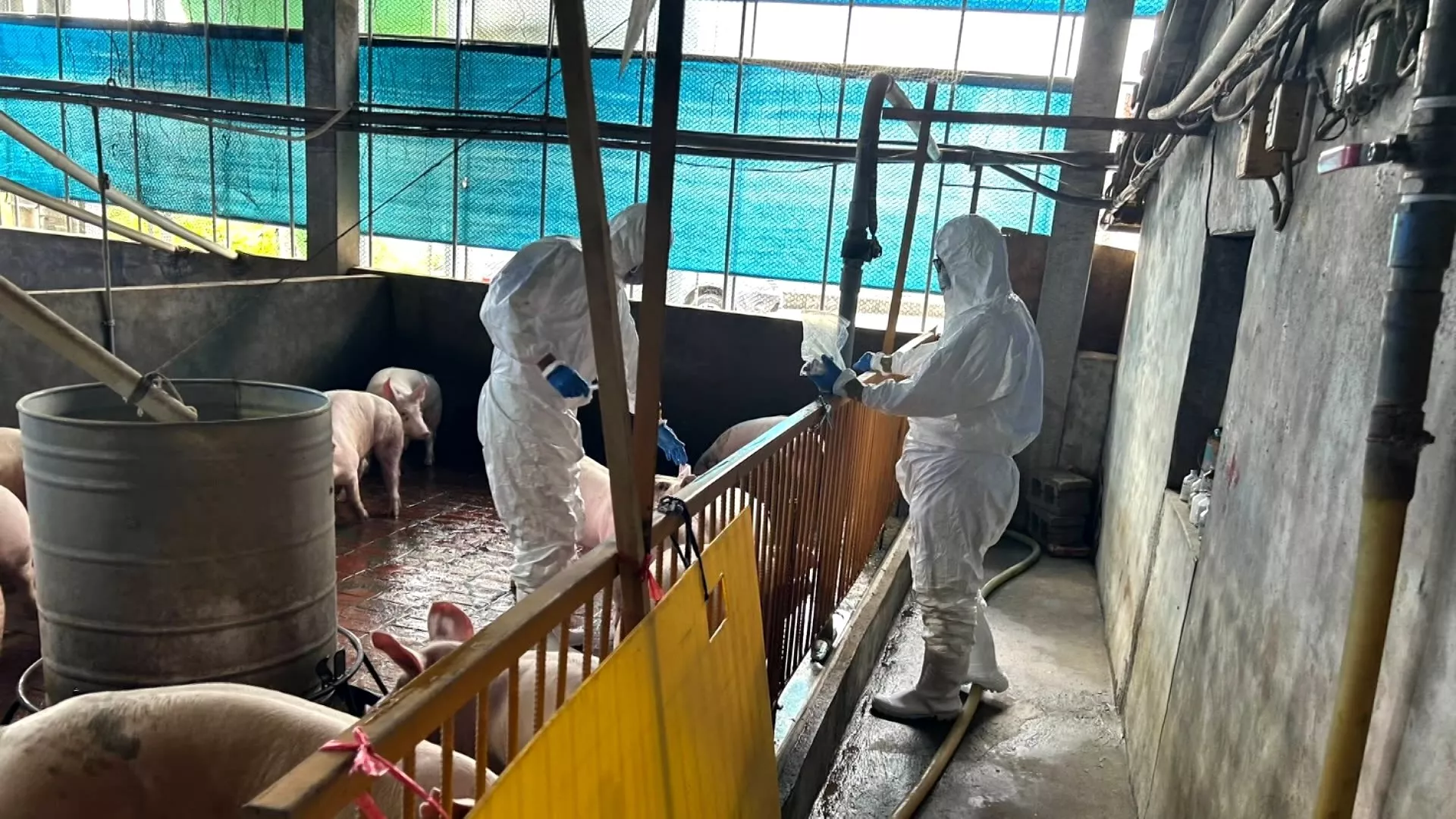 Taiwan perpanjang larangan pengiriman+penyembelihan babi selama 10 hari