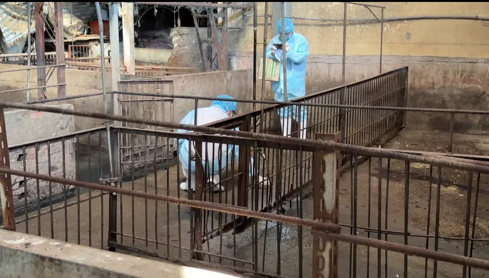 臺中豬災案情 獸醫.獸醫佐攏無去豬牢診斷