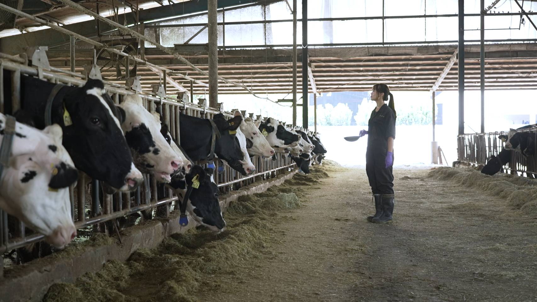 一張含有 穀倉, 建築, 家畜, 牛 的圖片
自動產生的描述