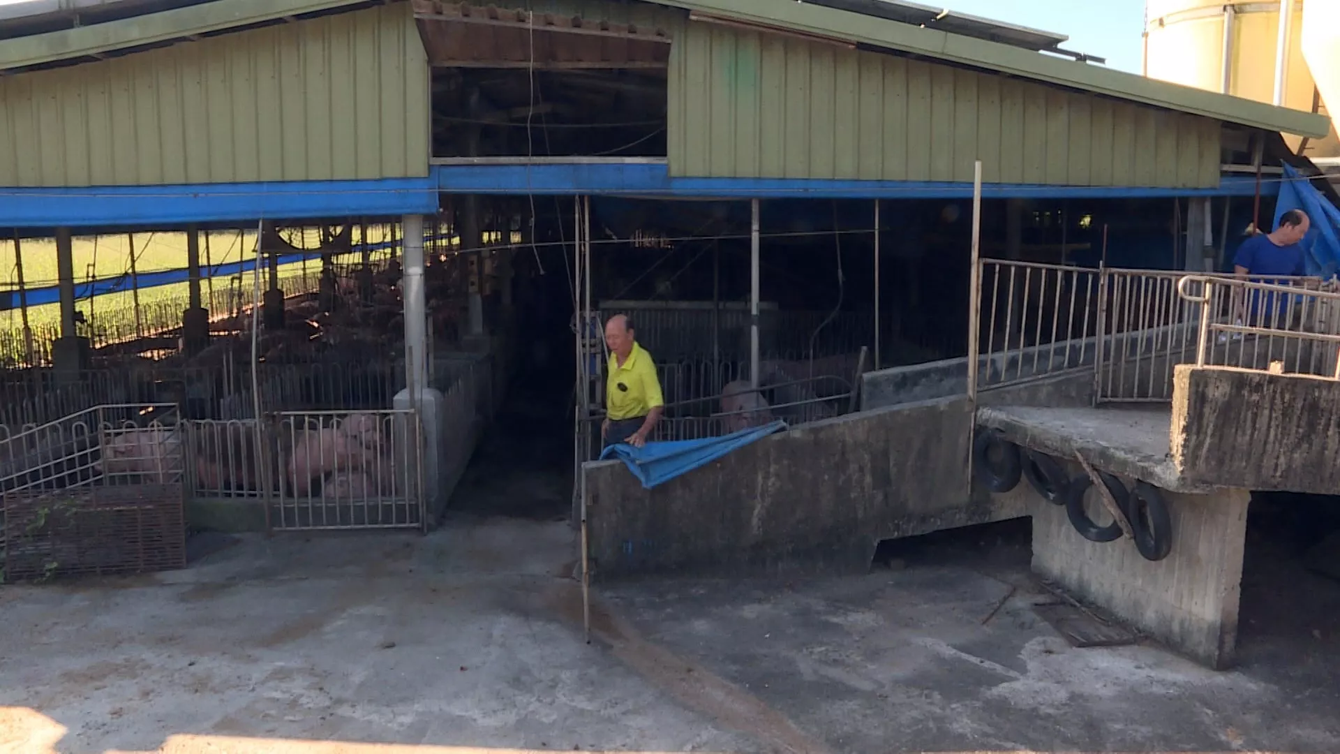 Larangan pengiriman+penyembelihan babi dicabut, pasar lelang diaktifkan tanggal 7