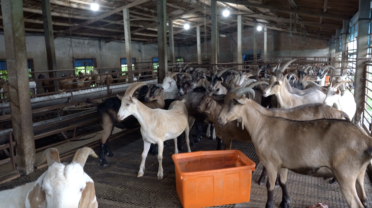 一張含有 山羊, 家畜, 哺乳動物, 牧群 的圖片

AI 產生的內容可能不正確。