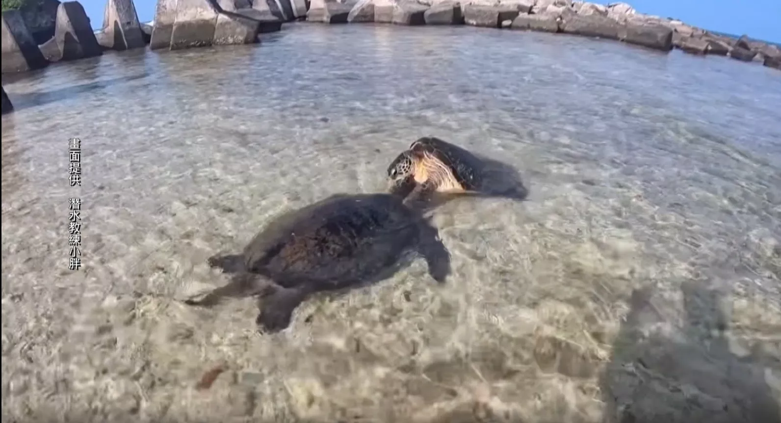 小琉球海龜相咬 網友:無人敢做公親驚罰30萬