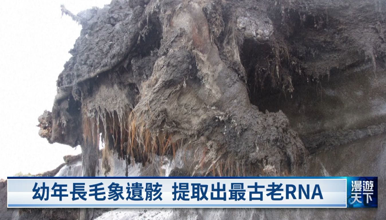 20251123漫遊天下 幼年長毛象遺骸  82歲學做豎琴 英培育駕訓教練用VR