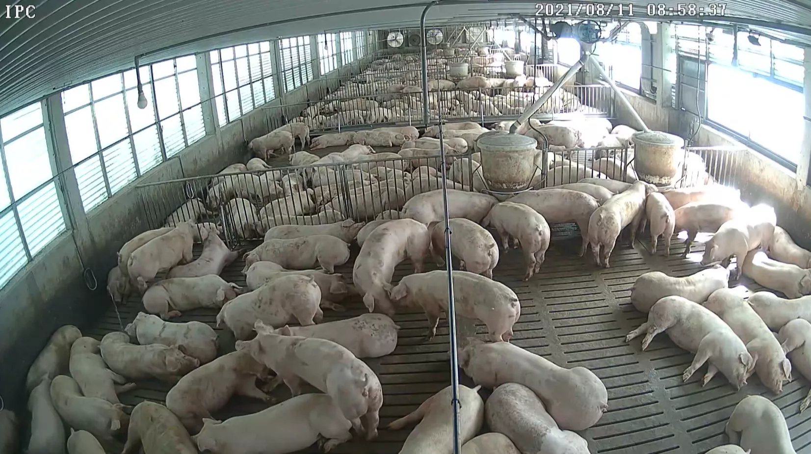 規畫2027全面禁潘飼豬 明年開始1冬內轉型