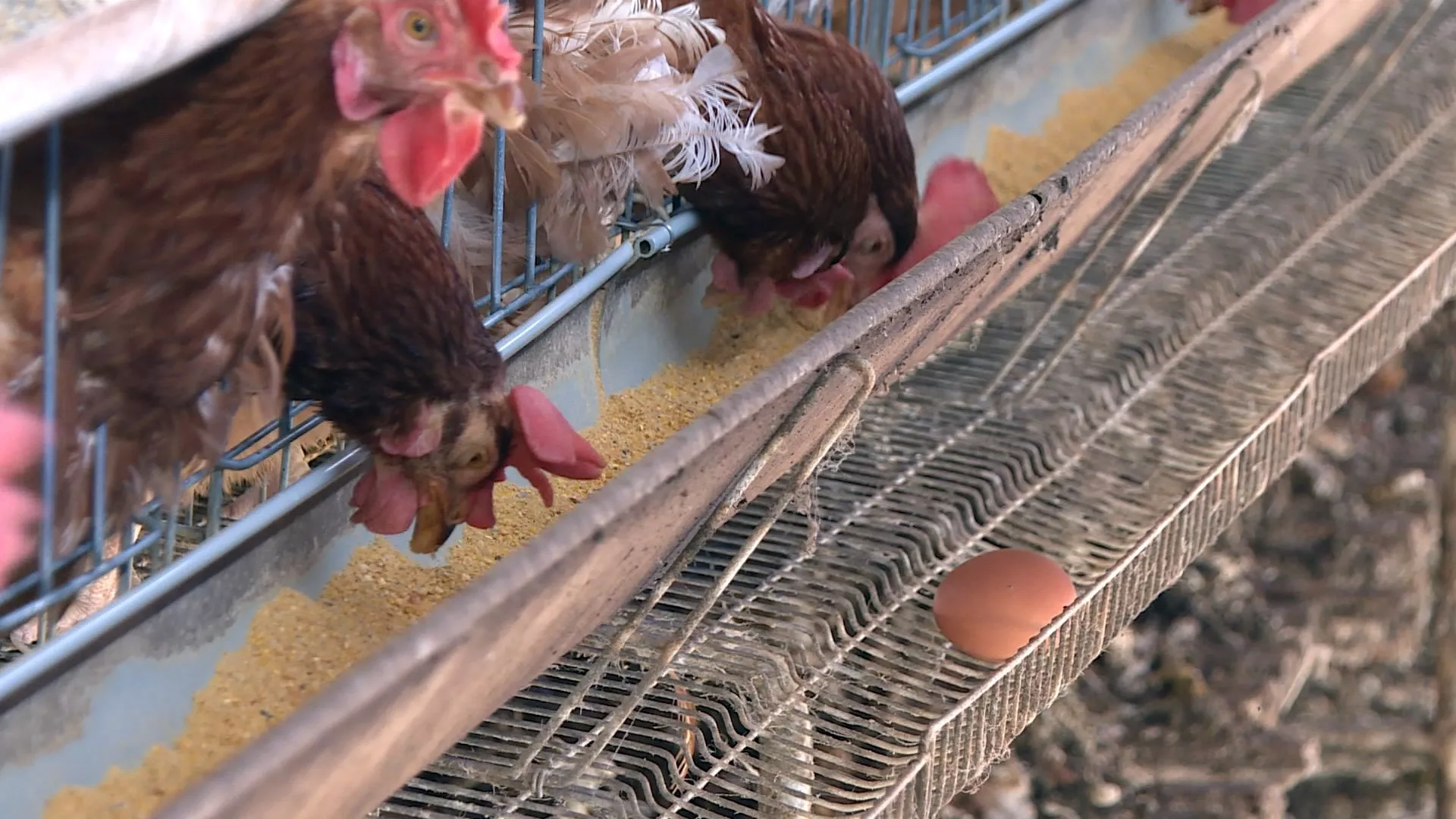 Puncak musim flu burung di musim dingin, 8 kasus dilaporkan di Changhua