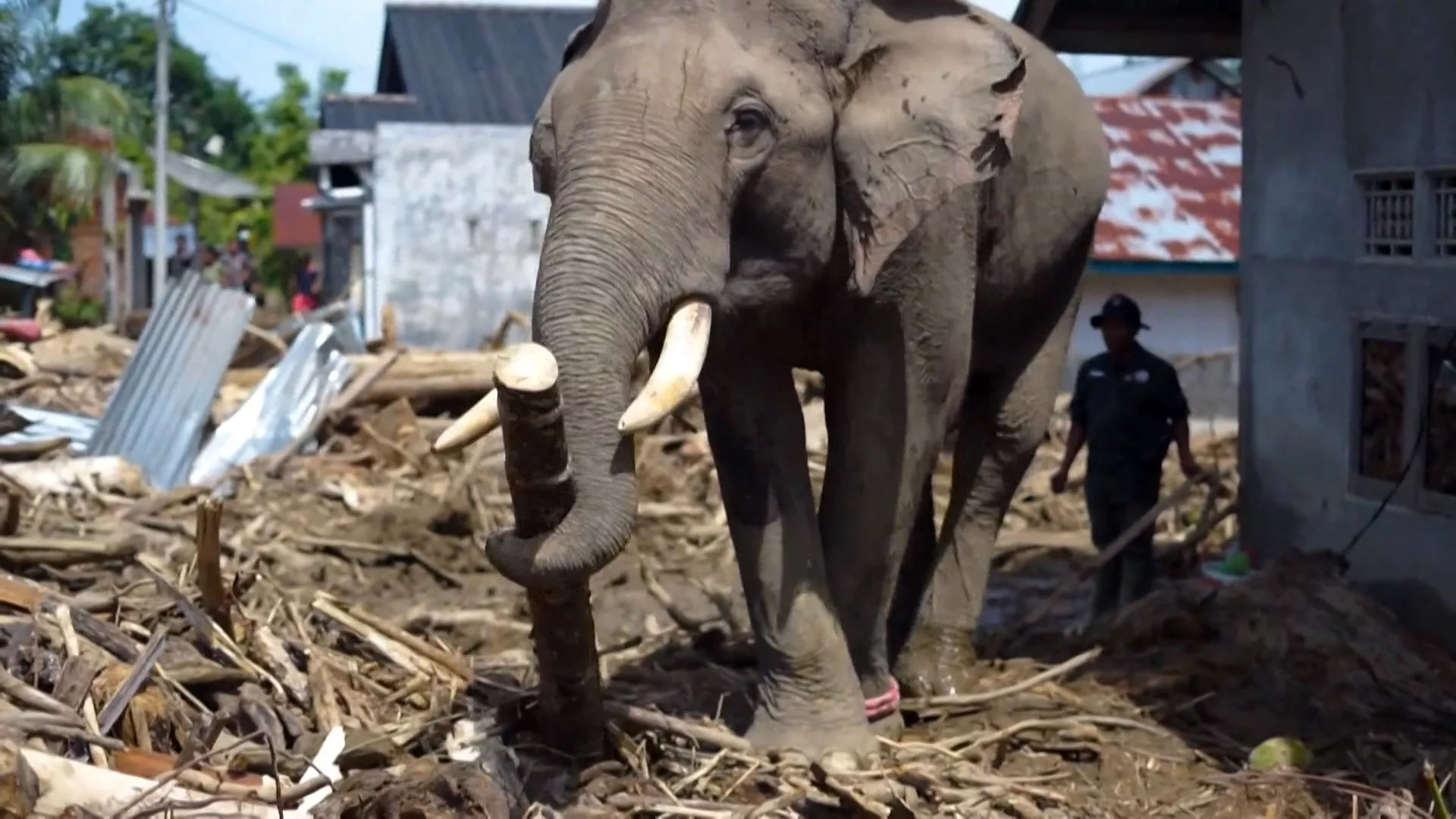 Siklon tropis timbulkan bencana tragis, korban tewas Sumatra capai seribuan orang