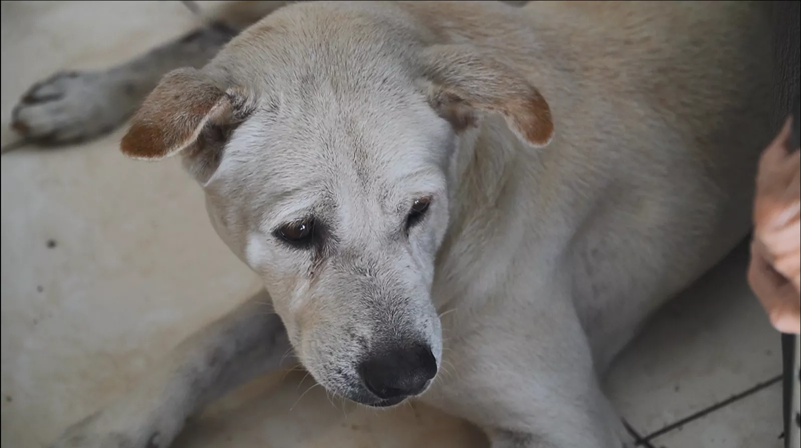 高雄旗津阿媽半暝揣無路 狗仔ﰓ路順利轉厝