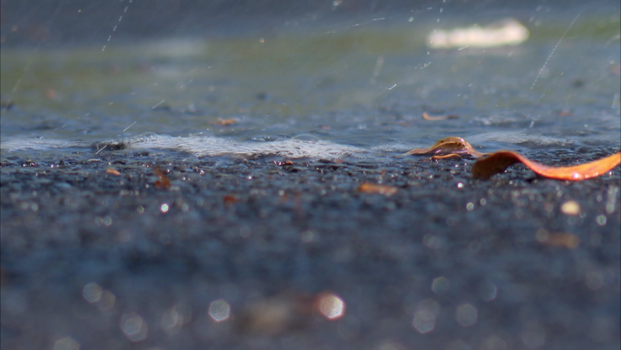 一張含有 戶外, 蠑螈, 地面, 水 的圖片

AI 產生的內容可能不正確。