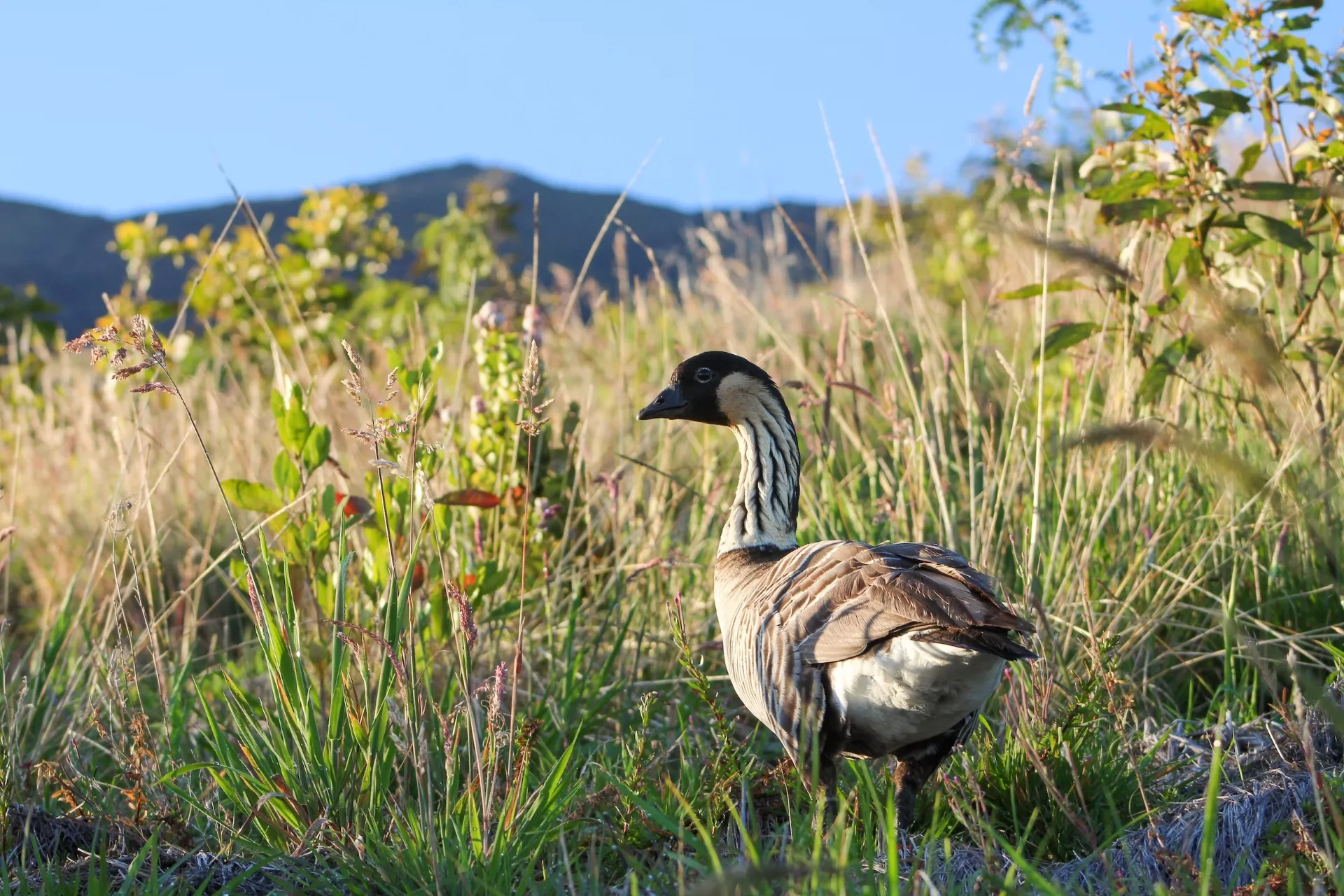 夏威夷雁。（圖／夏威夷土地和自然資源部）