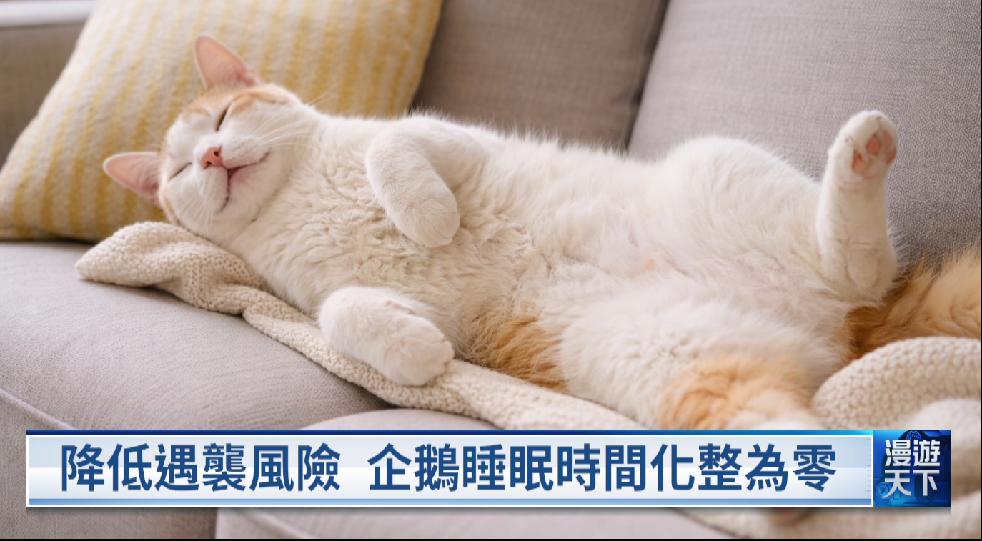 20251228 漫遊天下 動物因應環境挑戰睡眠 歌劇波西米亞人 驢演員登場一分鐘搶眼