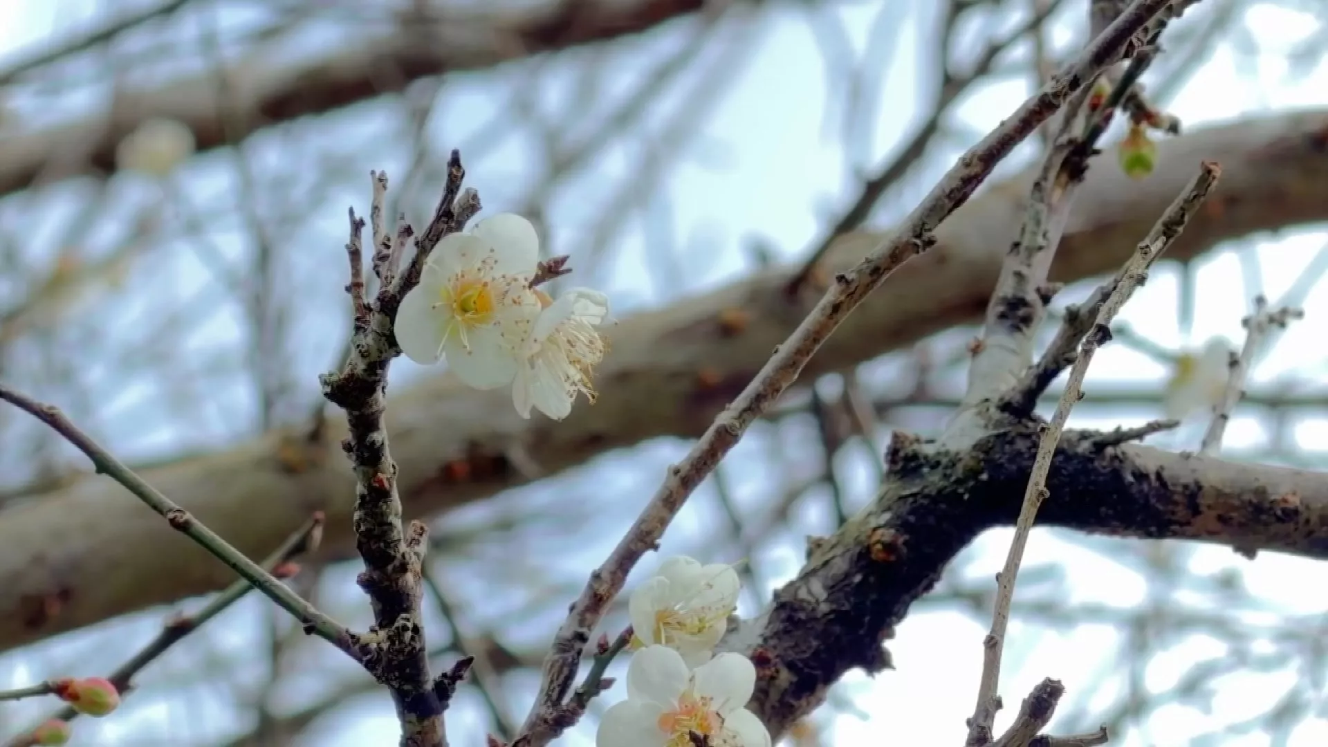 Massa udara dingin membuat bunga plum di Meiling mekar lebih awal