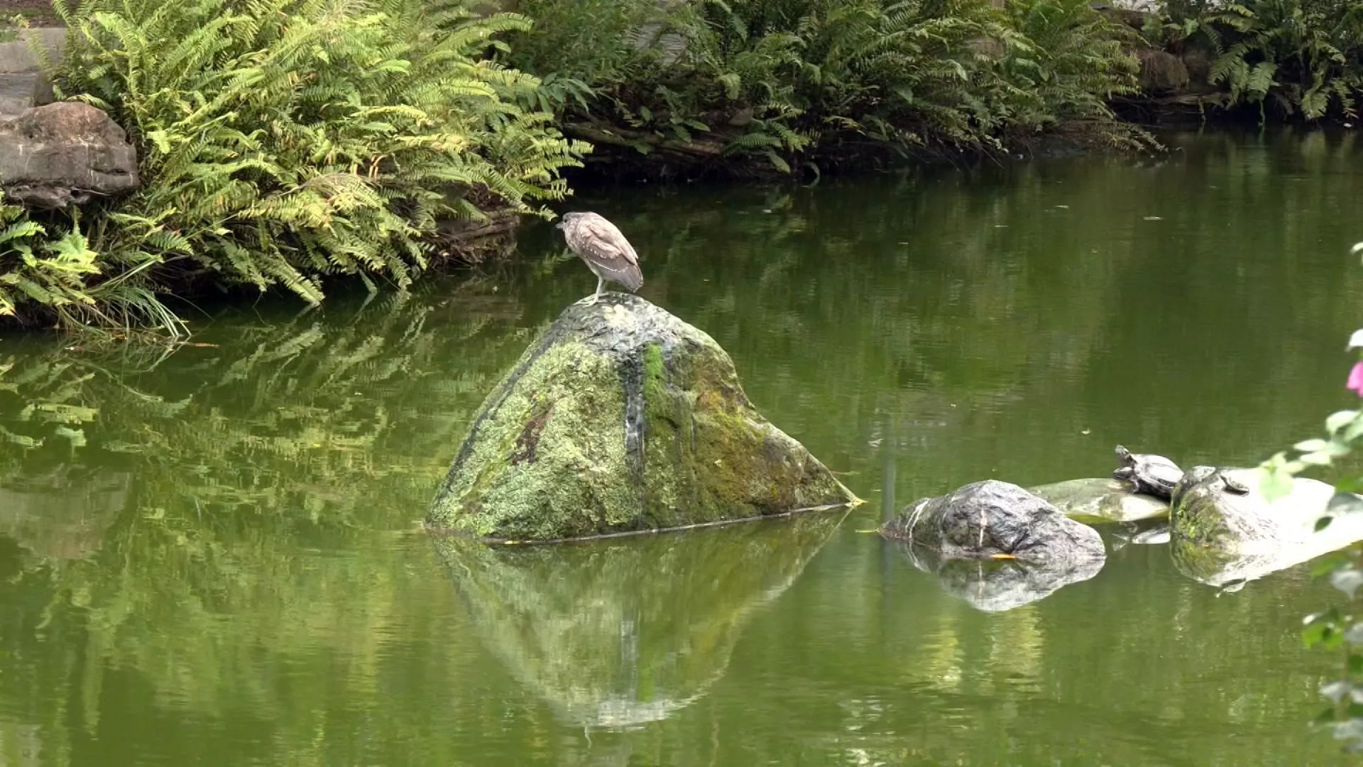 Pengaruh angin monsun timur laut, hari ini wilayah utara, timur laut sejuk lembap