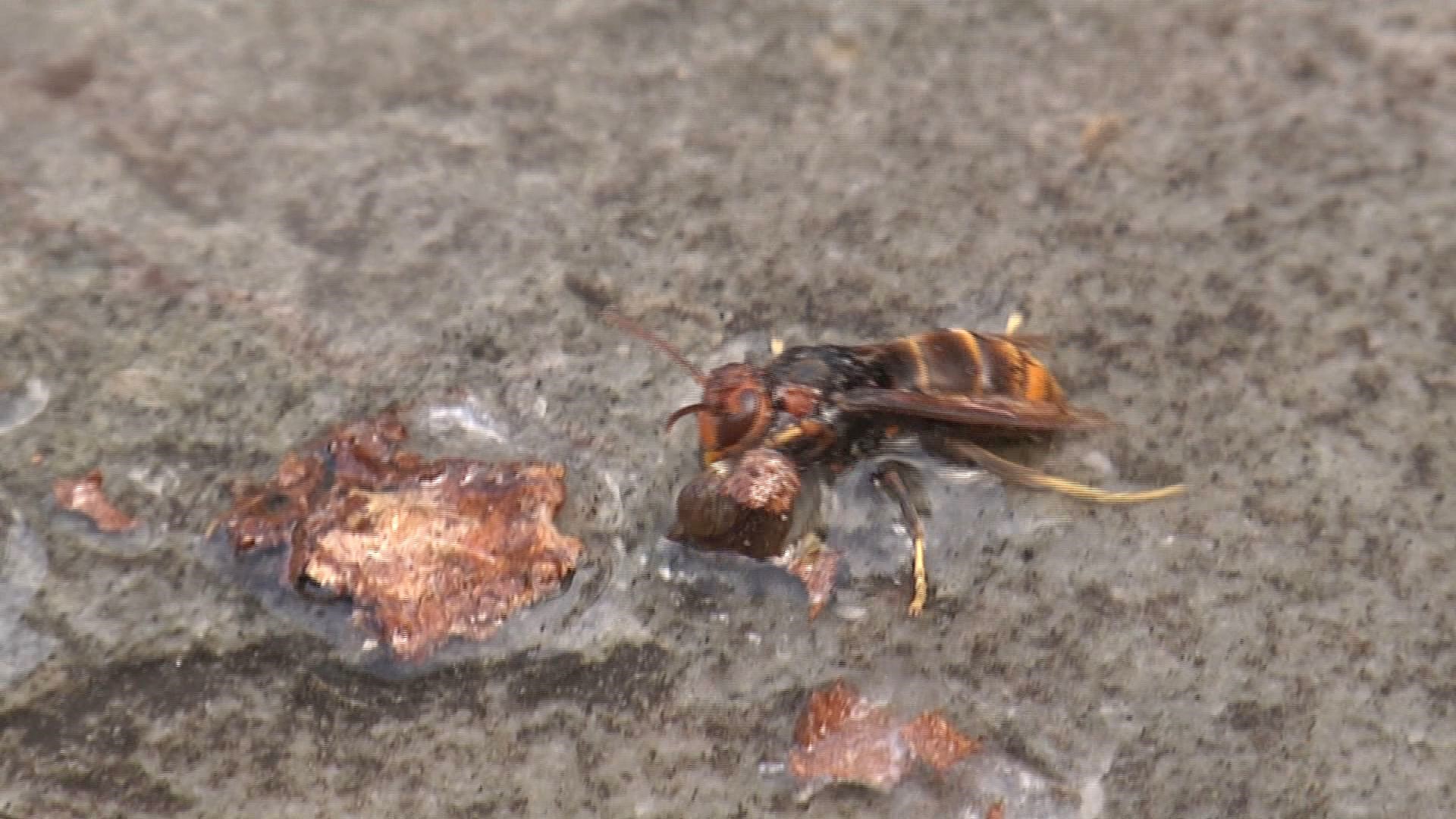 Tambuohan Insect Rombongan tur imigran baru disengat tabuhan di pegunungan Kaohsiung ...