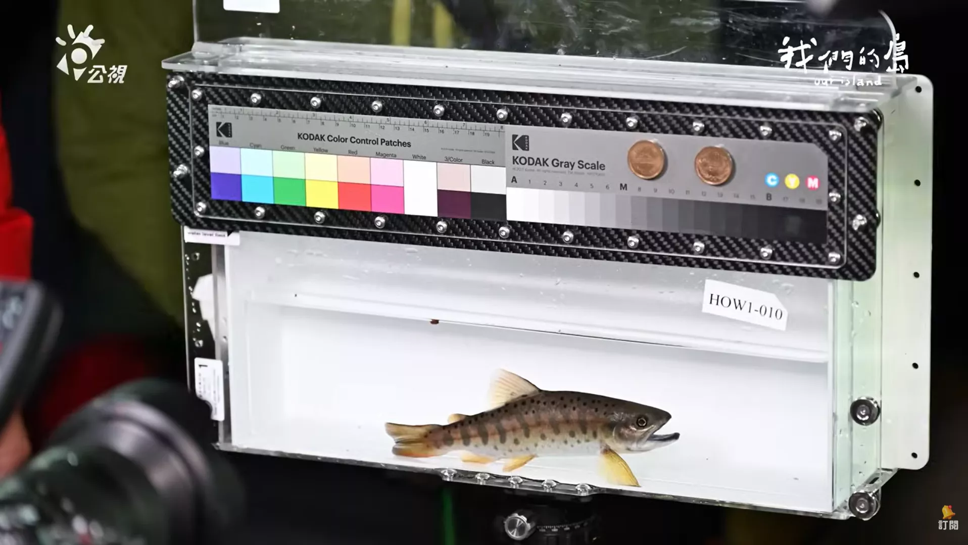 研究人員於不同樣區調查魚種並觀察變異，以建立族群動態（圖／我們的島）