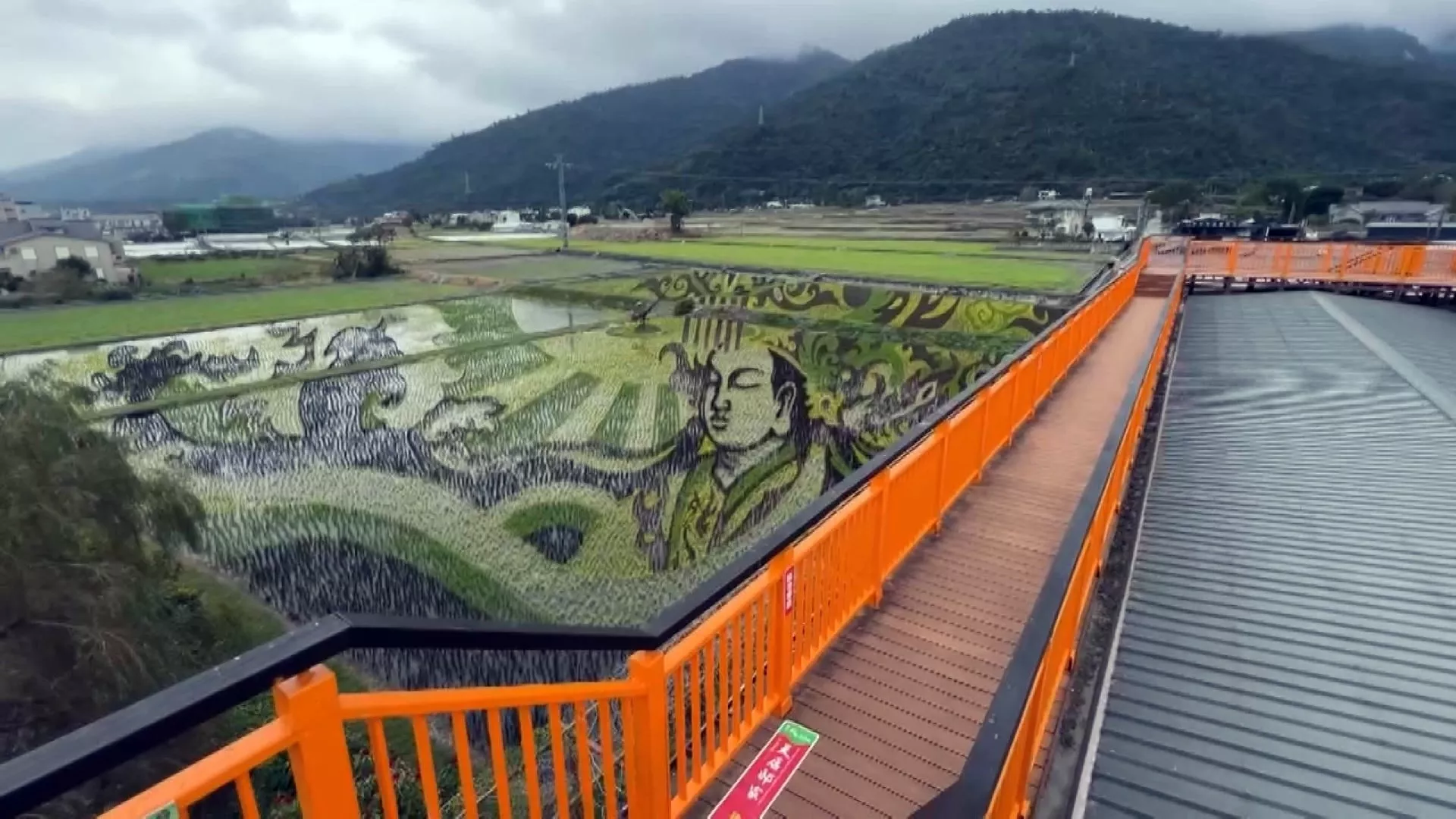 Panen padi tertunda, ladang kanola di Taitung tak akan terlihat selama liburan Imlek