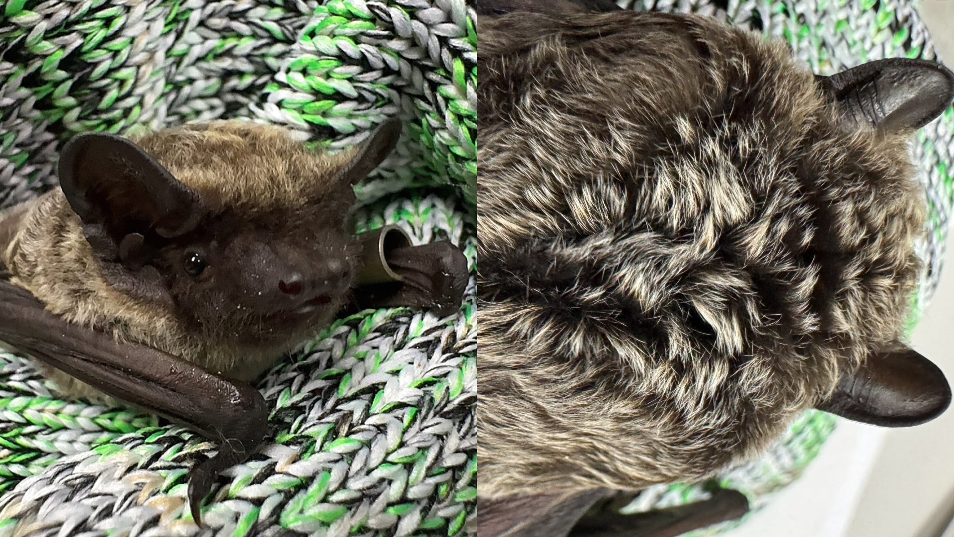 雪管處說明，霜毛蝠毛髮末端呈現霜白色，如灑上糖霜般。（圖／雪管處）