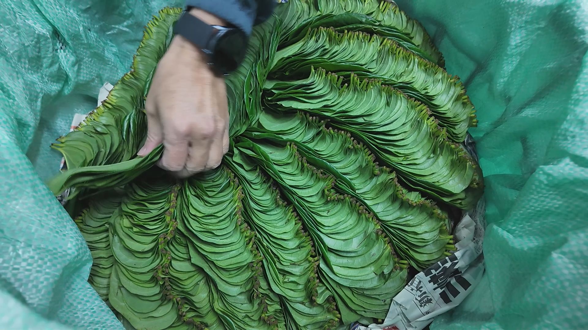 一張含有 綠色, 人員, 布, 袋子 的圖片
AI 產生的內容可能不正確。