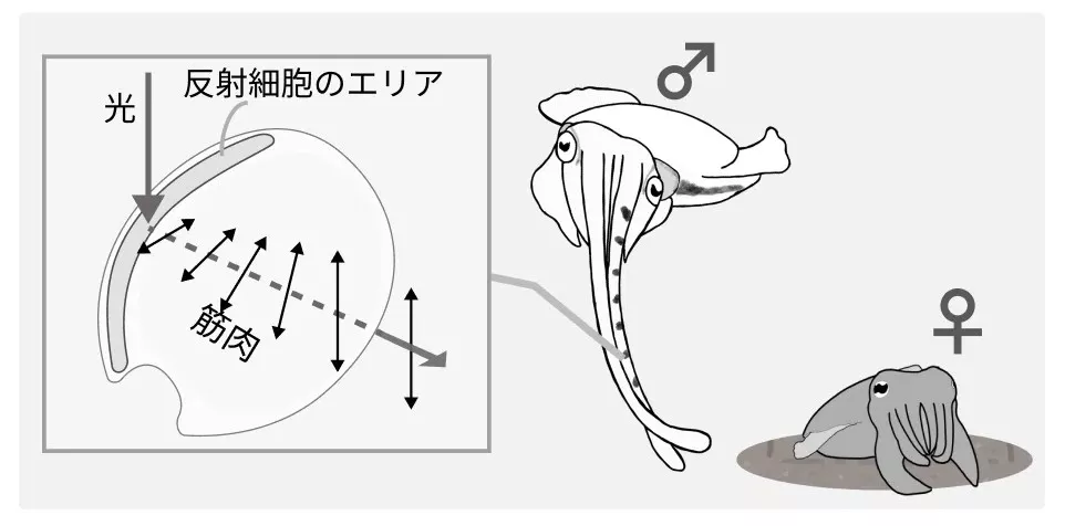 箭頭為光振動的方向。(圖/中山新)