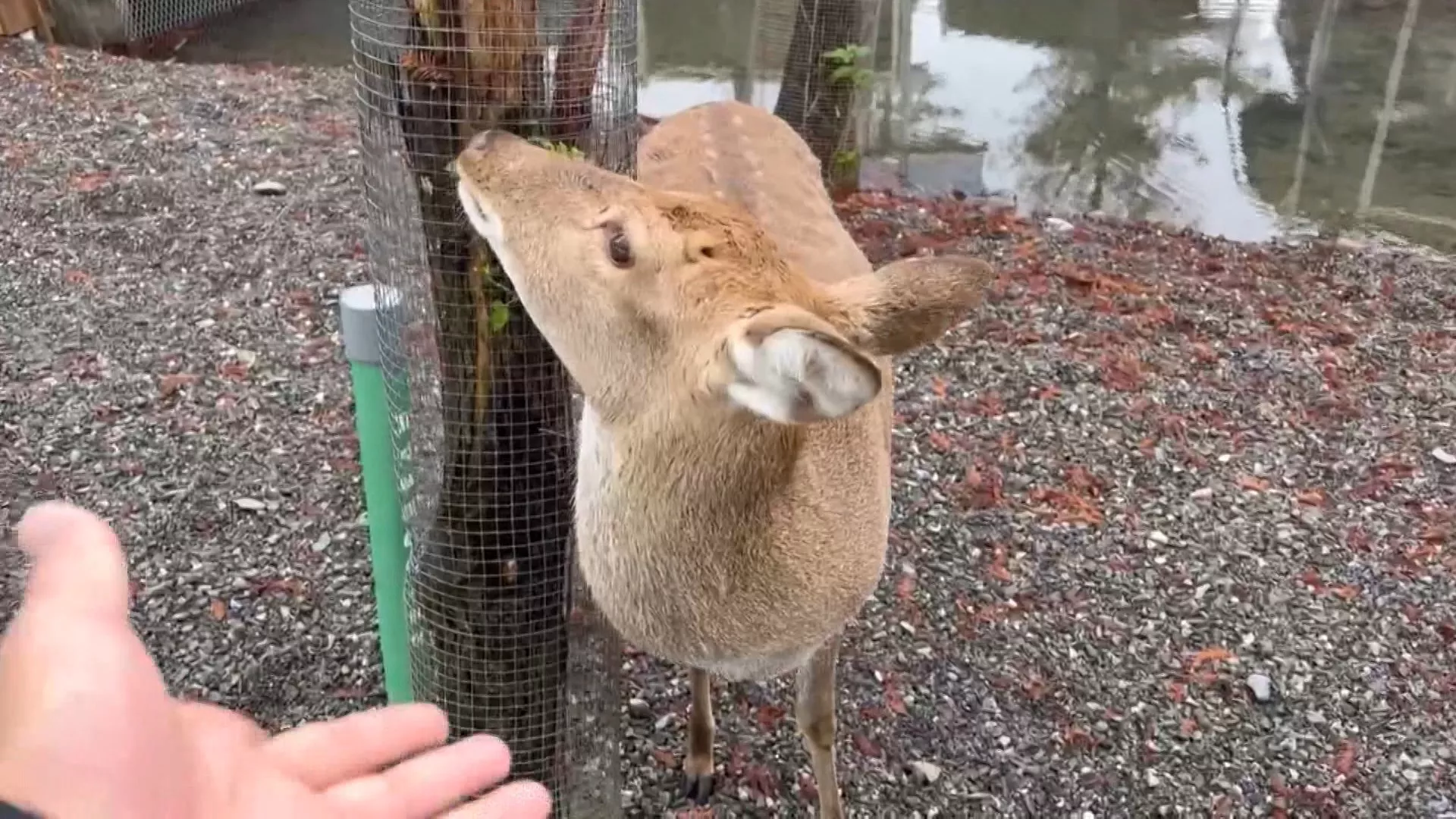 Tak puas karyawan pindah majikan, pemilik peternakan sebarkan racun dengan drone
