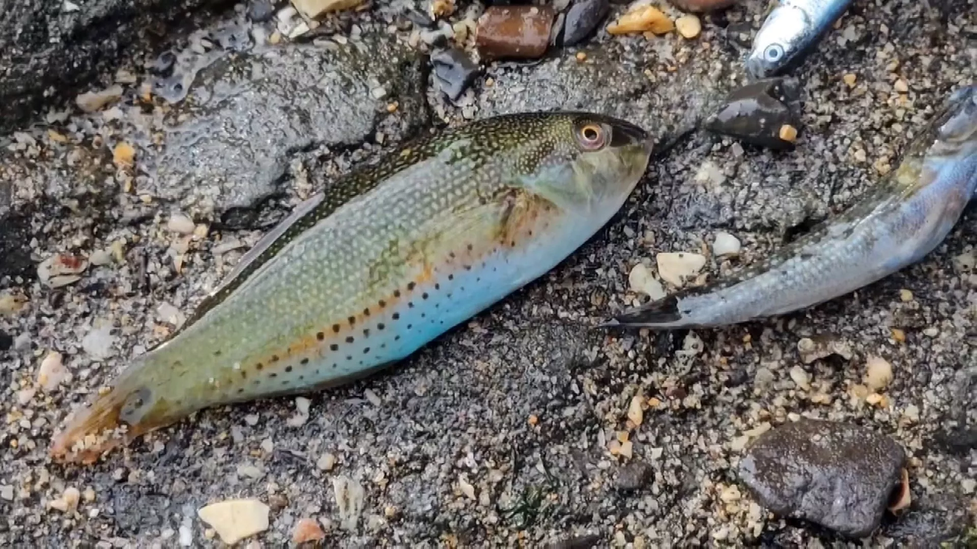 Aksi peracunan di zona pasang surut Magang, banyak ikan+kepiting mati