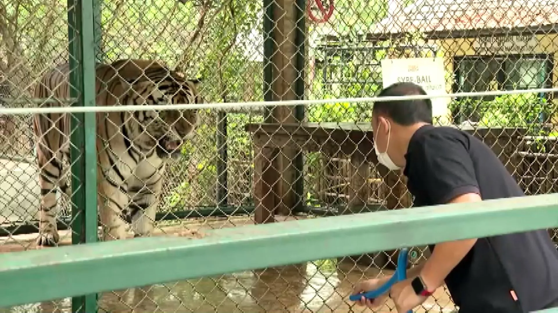 เสือเชียงใหม่ตายปริศนา ยืนยันไม่ใช่จากไข้หวัดนก