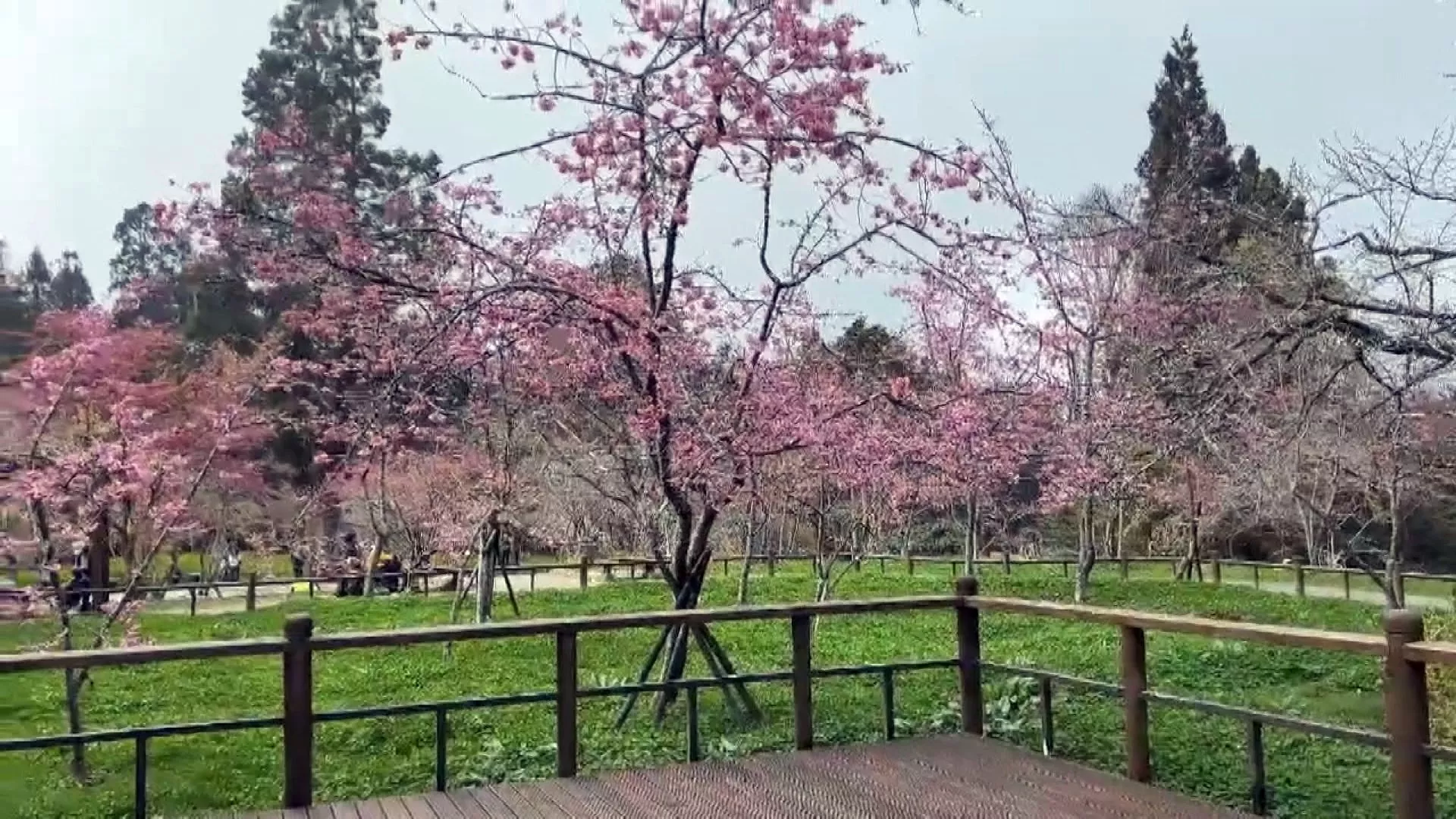 ฤดูชมดอกไม้ที่อาลีซานเริ่ม 3 มี.ค. "ราชาซากุระ" เตรียมอวดโฉม