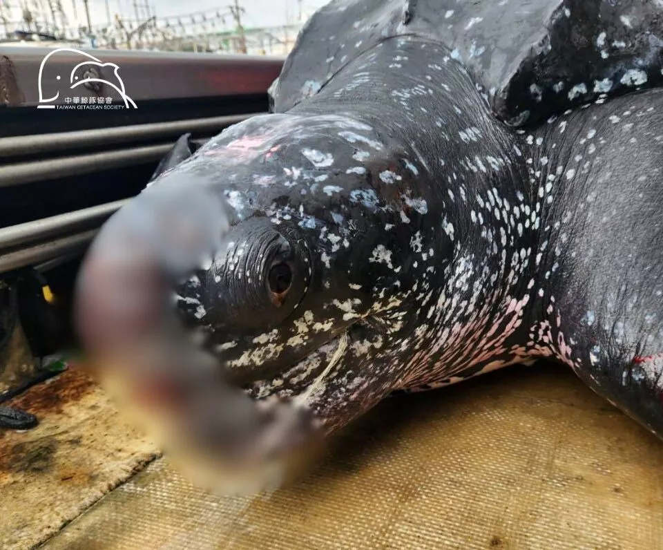 （圖／中華鯨豚協會）