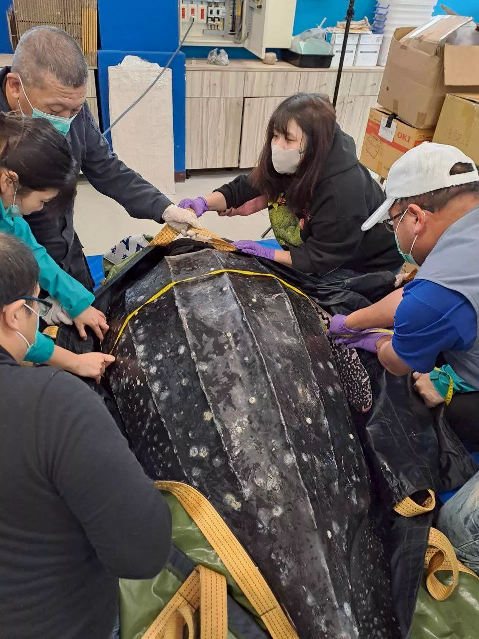 （圖／海洋委員會海洋保育署）