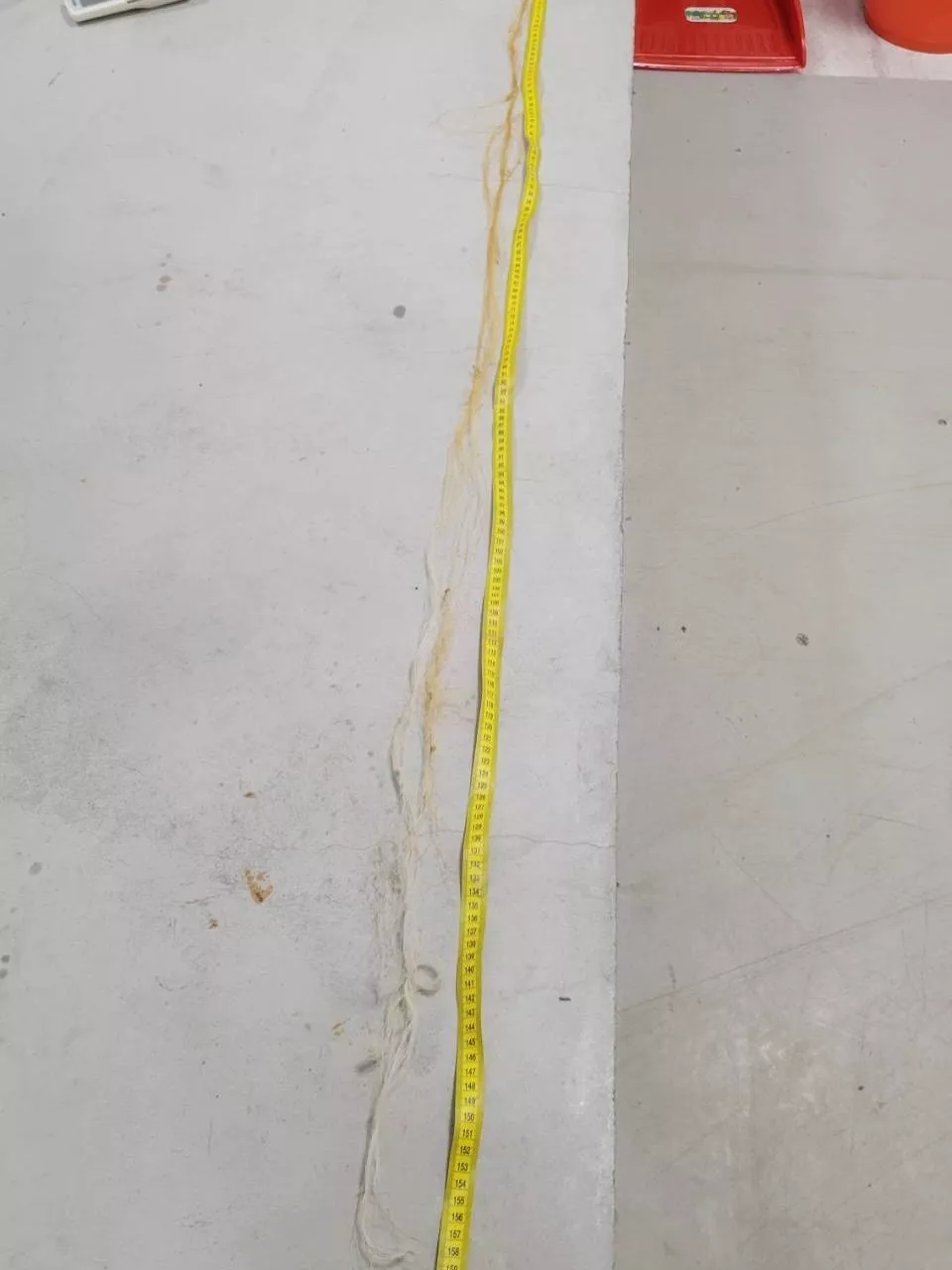 （圖／中華鯨豚協會）