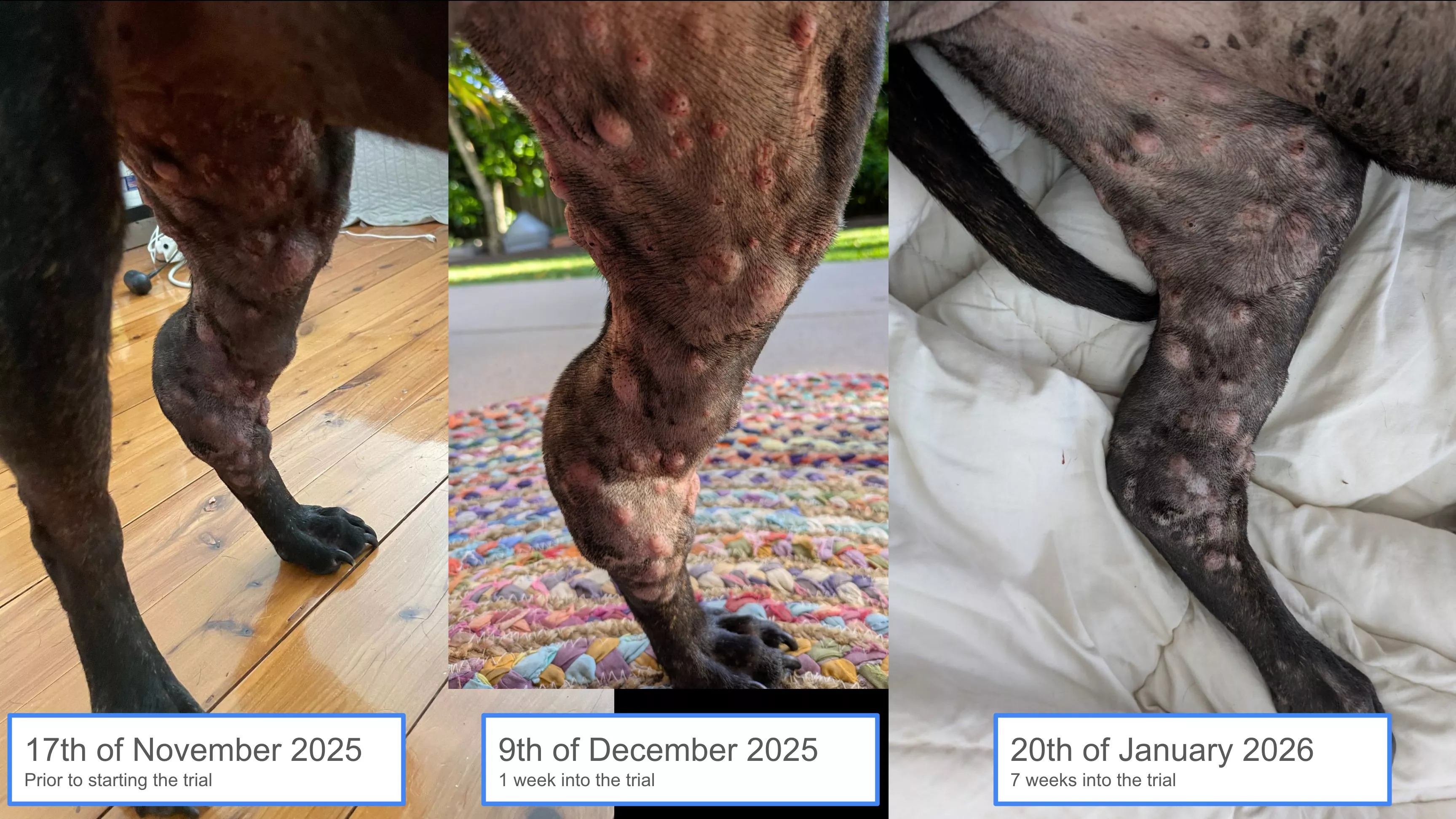 羅西接種疫苗後，後腿的腫瘤便開始出現消退。（圖／取自X@paul_conyngham）