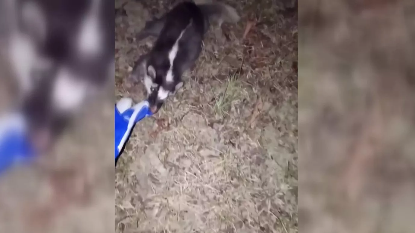 Taiwan catat 19 kasus rabies pada musang, rekor tertinggi dalam 7 tahun terakhir