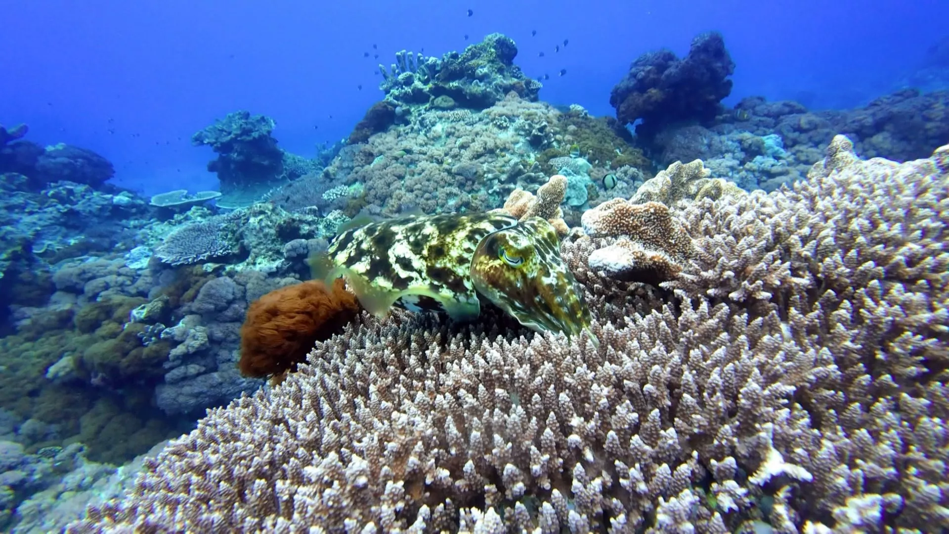 Karang api di perairan Pulau Hijau berkurang, situasi sotong bertelur terganggu