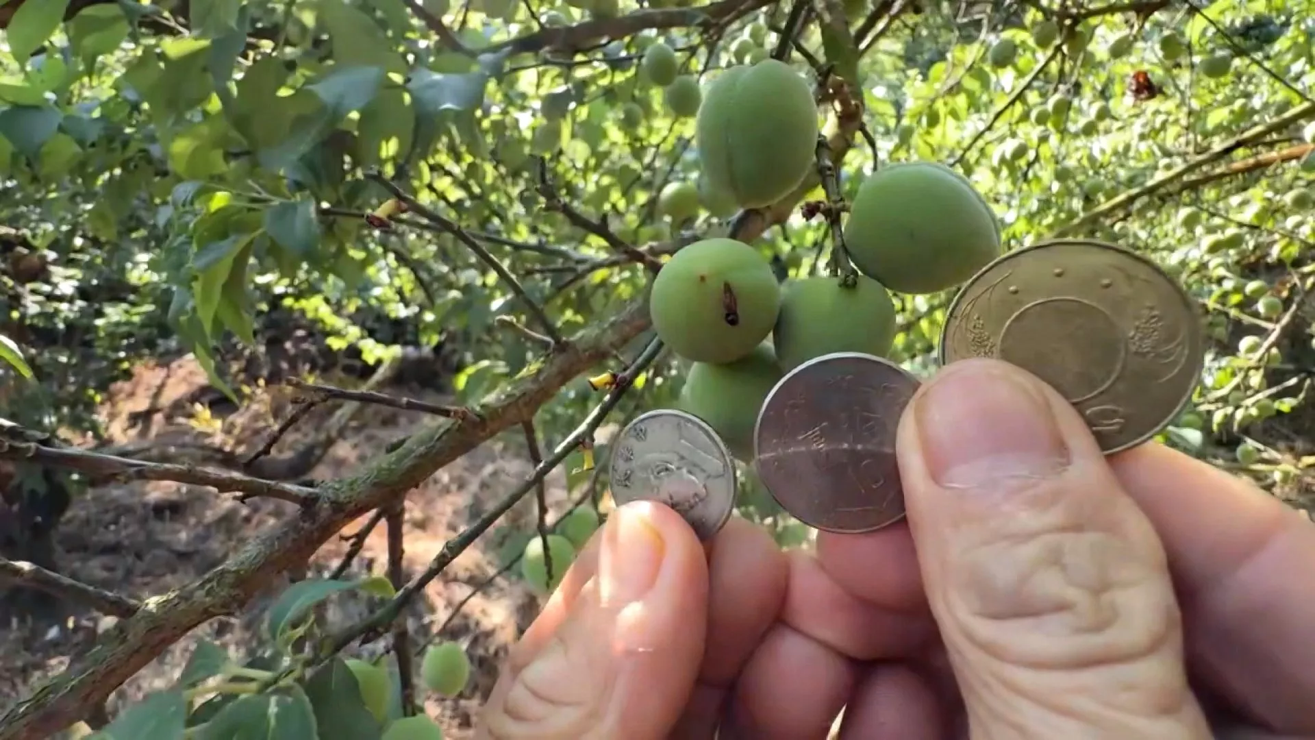 Dampak La Niña: curah hujan rendah, pasokan air musim semi tetap kritis