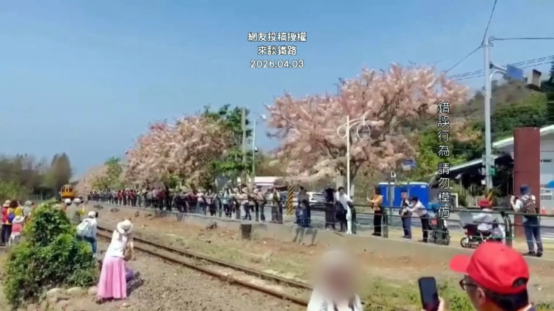 นทท. แห่ชมดอกกัลปพฤกษ์ริมทางรถไฟสายจี๋จี๋ ต.เอ้อร์สุ่ย เมืองจางฮั่ว