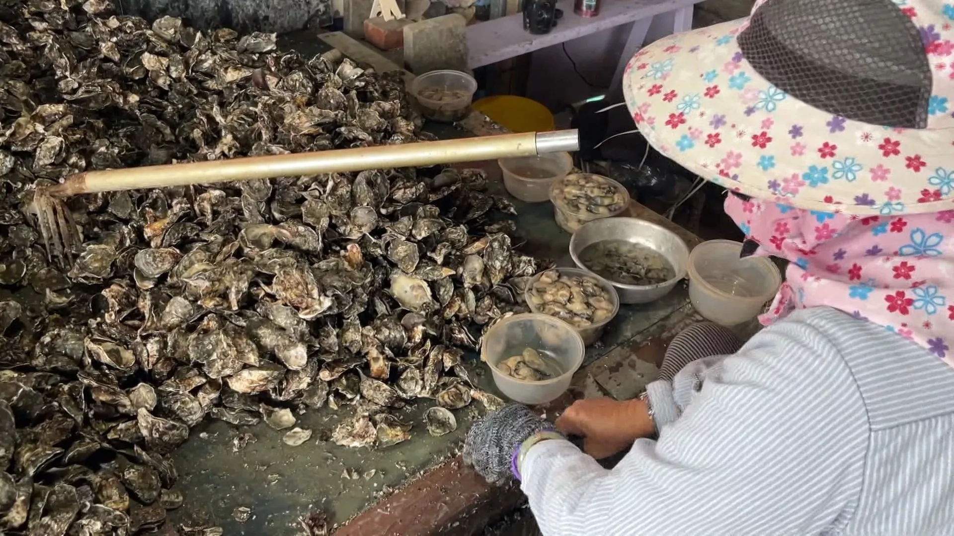 Áp lực thu hoạch, ngành hàu "kêu cứu" vì rào cản thuê lao động