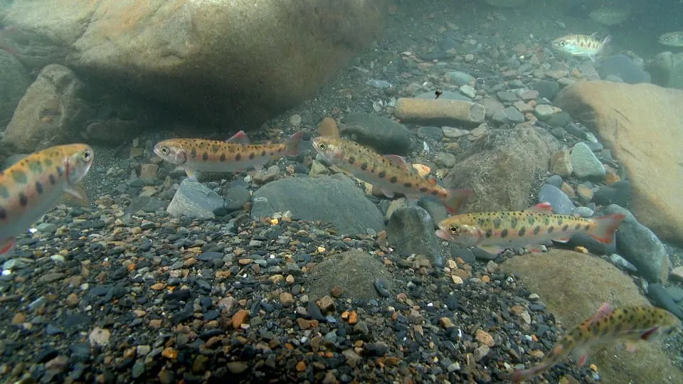 生活在高山溪流中的櫻花鉤吻鮭。