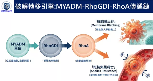 癌細胞如何產生轉移能力的流程圖。(圖/國衛院)