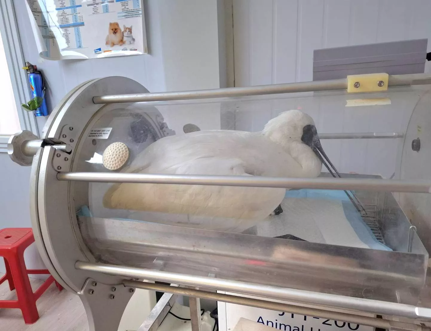 該黑面琵鷺送醫救治後仍不幸死亡。(圖/FB@農民栗)