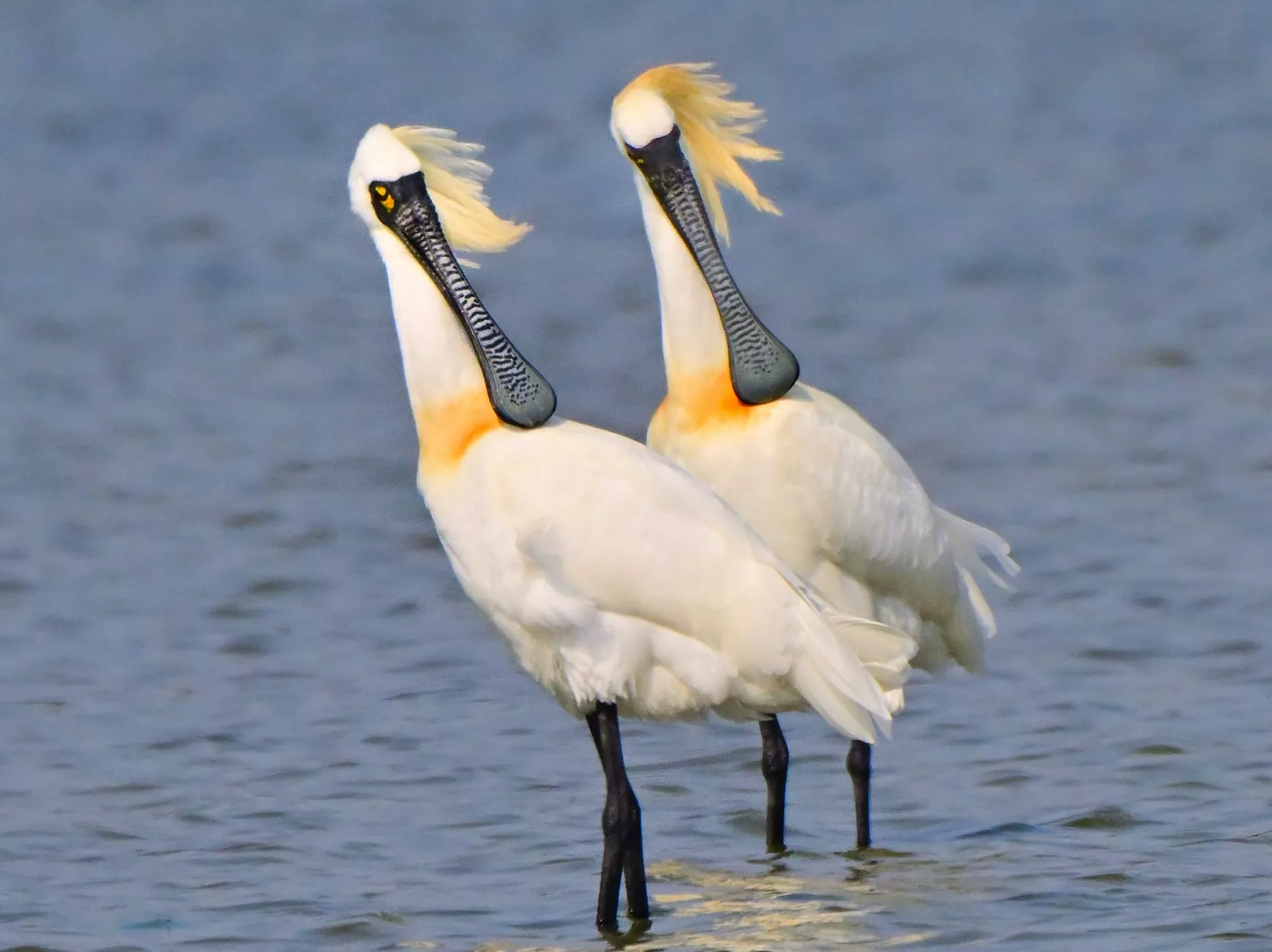 每年1月黑面琵鷺頭頂和胸前長出金黃色的繁殖羽（圖／郭東輝攝）