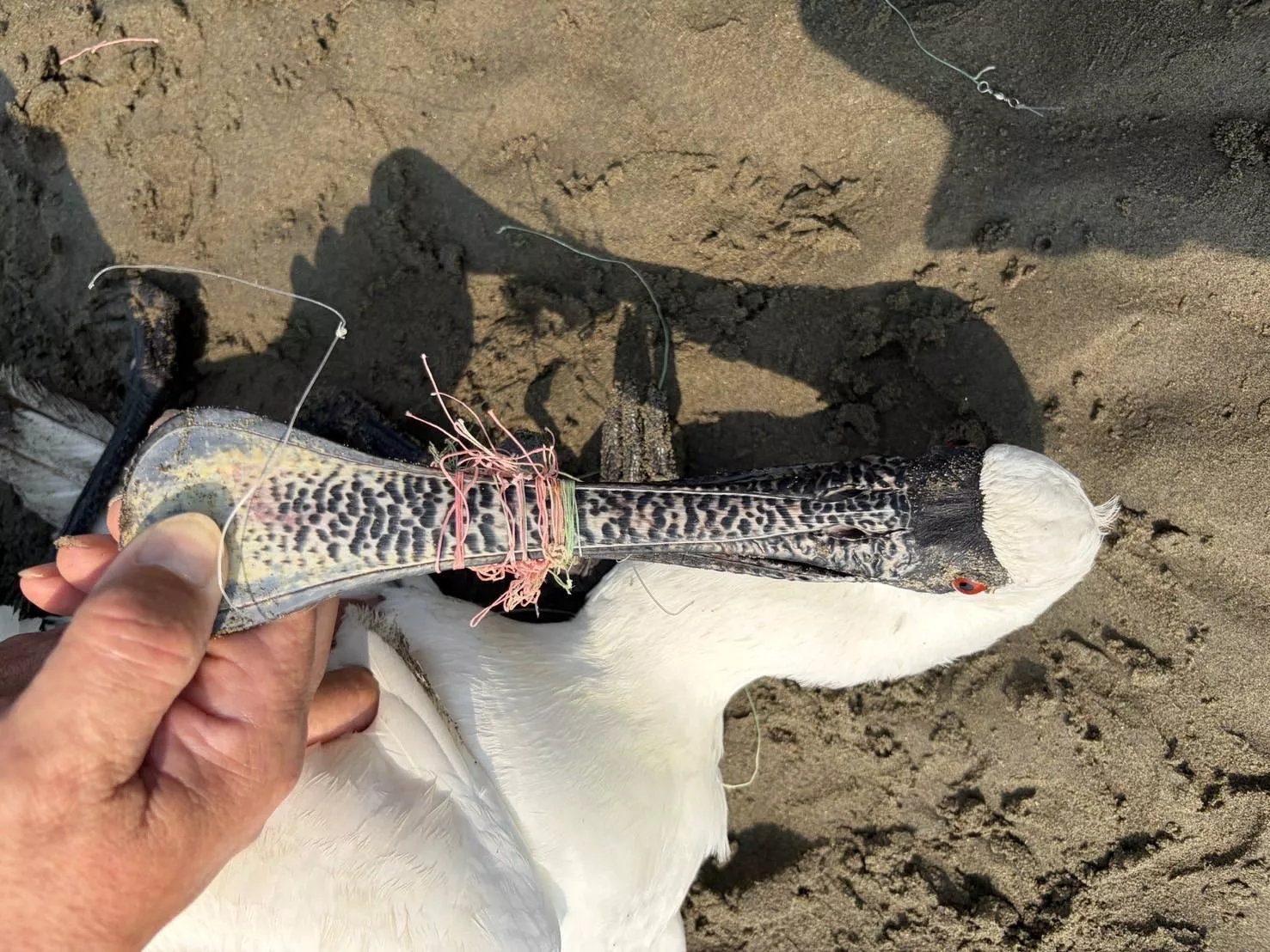 民眾在西湖濕地發現受困的黑面琵鷺（圖／FB@農民栗）