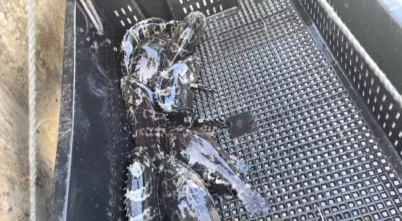 中國10項涉臺措施 建立活魚仔專門通關方案