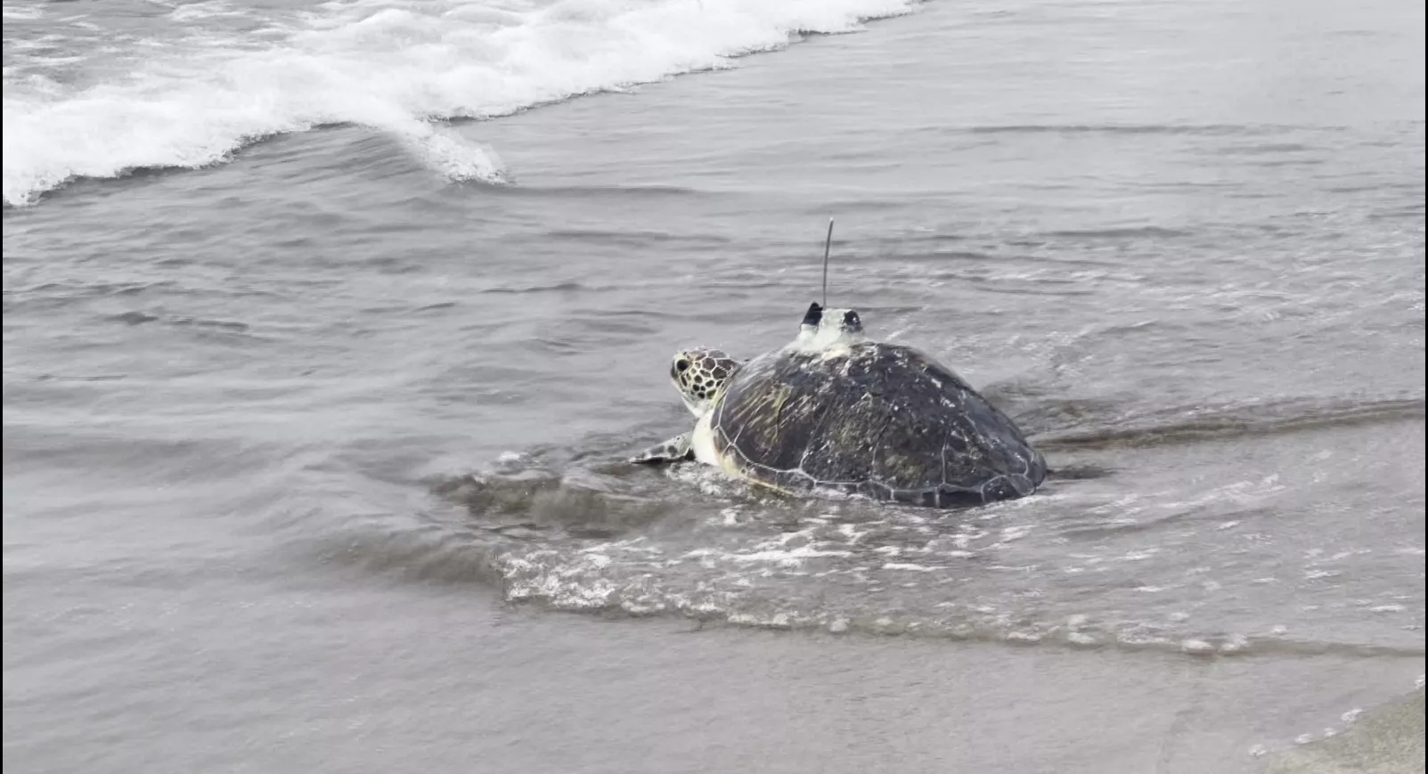 石龜殼必開、龍骨著傷 照顧678工今復原野放