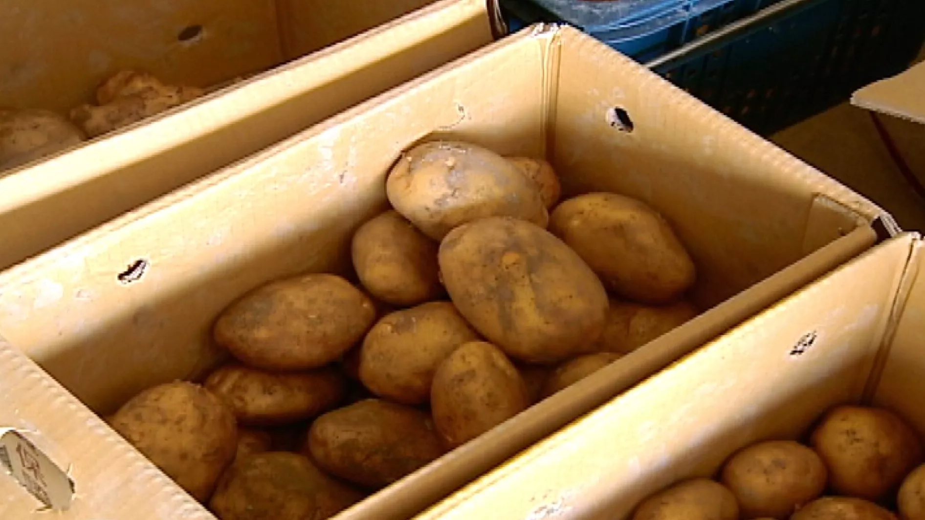 มันฝรั่งนำเข้าแตกหน่อ แพทย์เตือนกำจัดทิ้ง ระวังปนเปื้อน