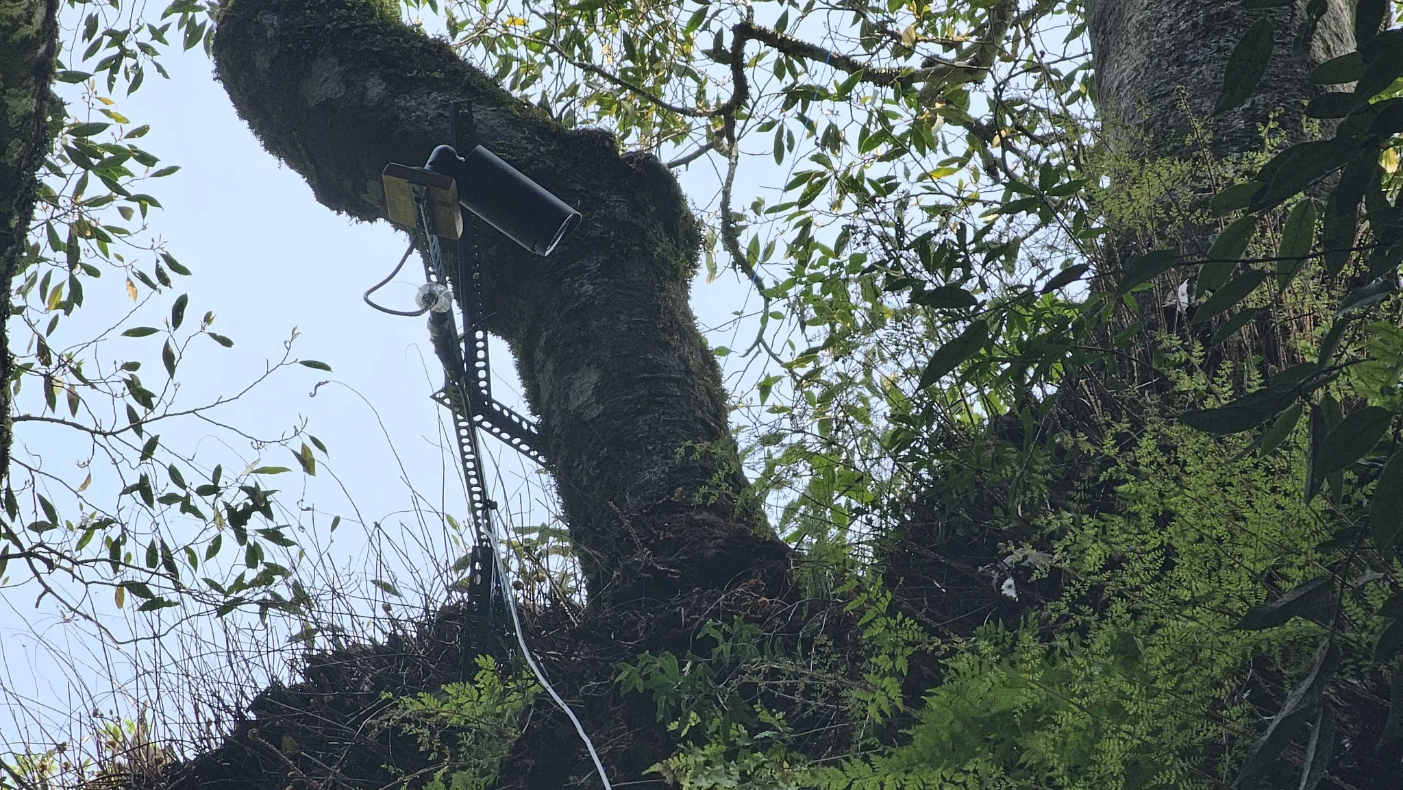 屏科大鳥類生態研究室架設鏡頭（圖／屏科大鳥類生態研究室）