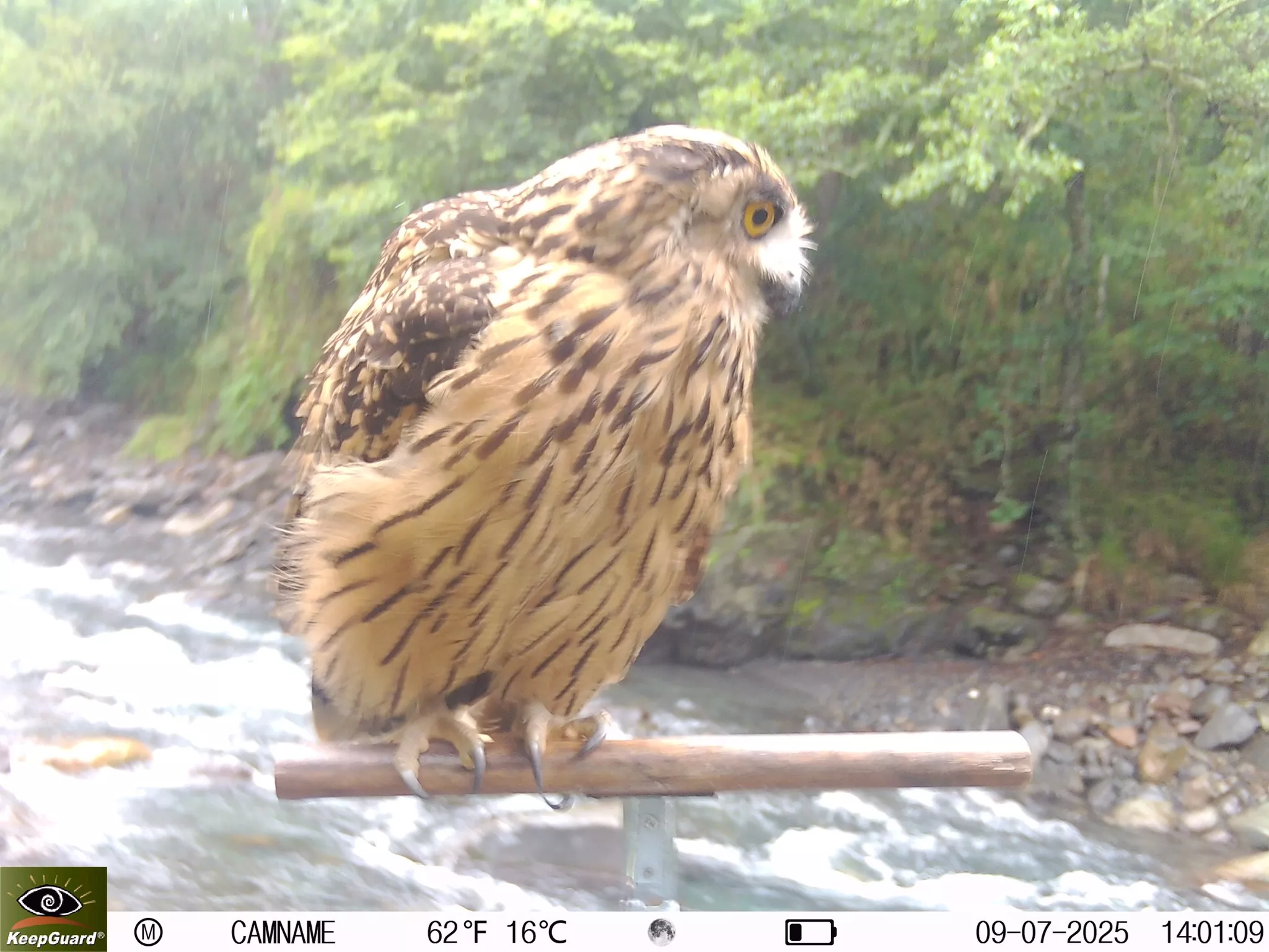 黃魚鴞站立在棲架上（圖／雪霸國家公園）